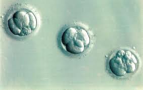 FAQ Embryo adoption and donation.